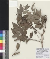 藏品(大葉溲疏)的圖片